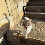 жорна *